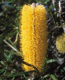 Moore River National Park - New South Wales Tourism  0