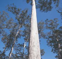 The Four Aces - New South Wales Tourism 