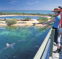 Shark Bay Marine Park - New South Wales Tourism 