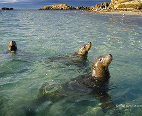 Shoalwater Islands Marine Park - New South Wales Tourism  0