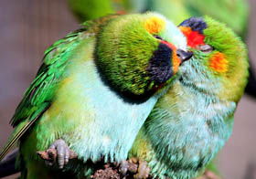 Rainbow Jungle - The Australian Parrot Breeding Centre - New South Wales Tourism  0