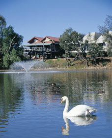 White Swans - New South Wales Tourism  0