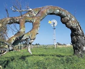 Greenough Leaning Trees - New South Wales Tourism  0