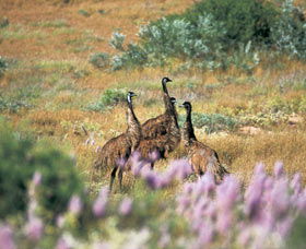 Jurabi Coastal Reserve - New South Wales Tourism  0