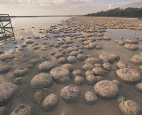 Yalgorup National Park - New South Wales Tourism  0