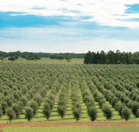 Fini Olives - New South Wales Tourism 