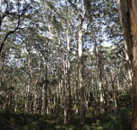 Boranup Karri Forest - New South Wales Tourism 