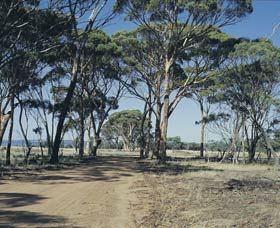 Lake Dumbleyung - New South Wales Tourism  0