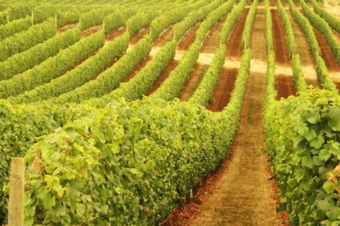 Happs Wines - New South Wales Tourism  0