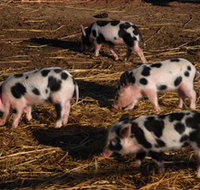 Will's Rare Breeds Farm - New South Wales Tourism 