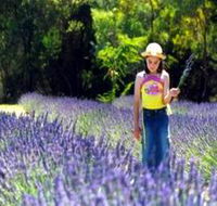 Brayfield Park Lavender Farm - New South Wales Tourism 