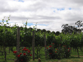Manyara Vineyard - New South Wales Tourism  0