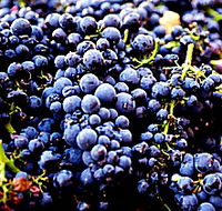 Laurel Bank Vineyard - New South Wales Tourism 