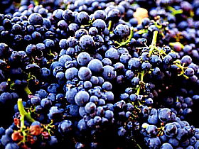 Laurel Bank Vineyard - New South Wales Tourism  0
