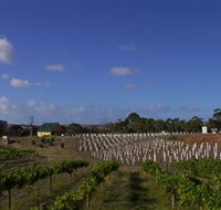 Deep Creek Wines and Alpacas - New South Wales Tourism 