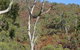 Black Hill Conservation Park - thumb 0