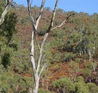 Black Hill Conservation Park - New South Wales Tourism 