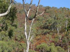 Black Hill Conservation Park - New South Wales Tourism  0