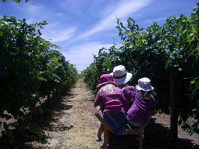 McLaren Vale Orchards - New South Wales Tourism  0
