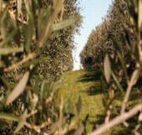Evilo Estate - New South Wales Tourism 