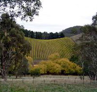 Mt Bera Vineyards - New South Wales Tourism 