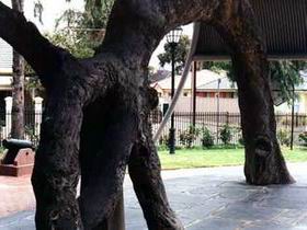Old Gum Tree - New South Wales Tourism  0