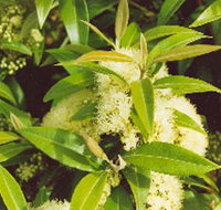 Tumbeela Native Bushfoods - New South Wales Tourism 