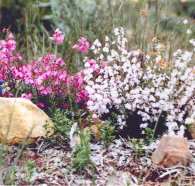 Stokes Bay Bush Garden - New South Wales Tourism 