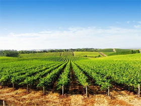 Aldinga Bay Winery - New South Wales Tourism  0