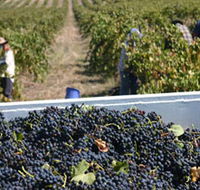 Rolf Binder Wines - New South Wales Tourism 