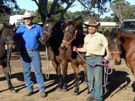 Coffin Bay Brumby Preservation Society Incorporated - New South Wales Tourism  0