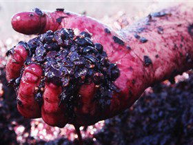Rusden Wines - New South Wales Tourism  0