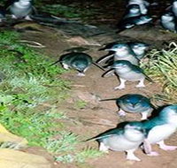 Penneshaw Penguin Centre - New South Wales Tourism 