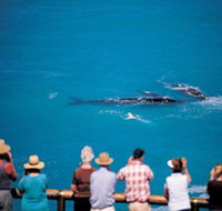 Whale Watching At Head Of Bight - New South Wales Tourism 
