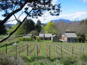 Wilmot Hills Vineyard - New South Wales Tourism  0