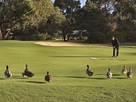 Royal Hobart Golf Club - New South Wales Tourism  0