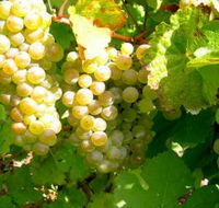 Winstead Vineyard - New South Wales Tourism 