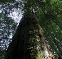 Styx Big Tree Reserve - New South Wales Tourism 