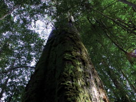 Styx Big Tree Reserve - New South Wales Tourism  0
