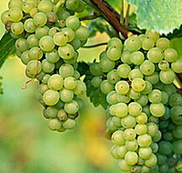 TP Vineyards - New South Wales Tourism 