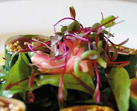 Courgette - New South Wales Tourism  0