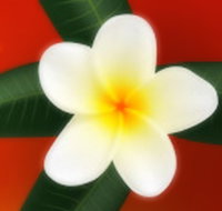 Well Retreat - Day Spa and Teahouse - New South Wales Tourism 