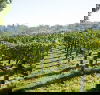 Surveyor's Hill Vineyards - New South Wales Tourism 