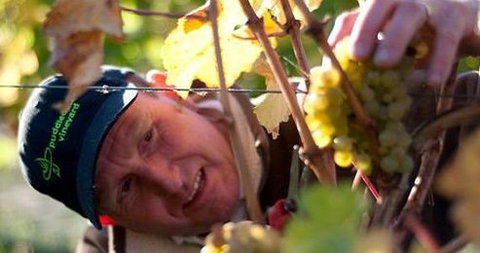 Puddleduck Vineyard - New South Wales Tourism  0