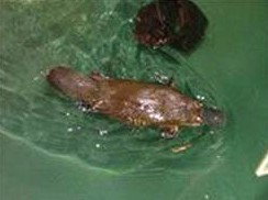 Platypus House - New South Wales Tourism  0