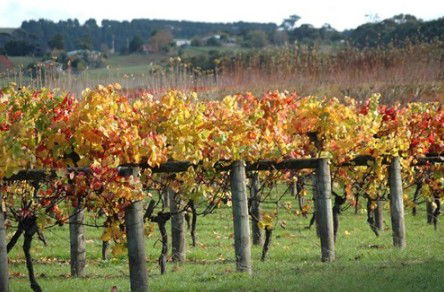 Apsley Gorge Vineyard - New South Wales Tourism  0