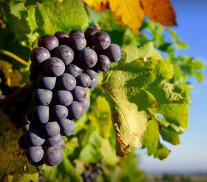 Cradoc TAS New South Wales Tourism 