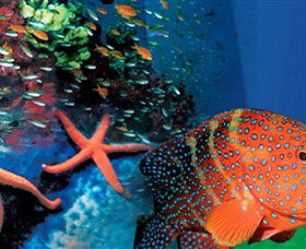 Indo Pacific Marine - New South Wales Tourism  0