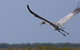Gayngaru Wetlands Interpretive Walk - thumb 0