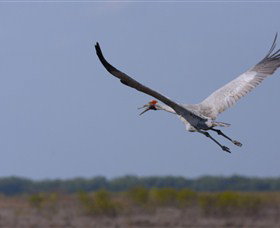 Gayngaru Wetlands Interpretive Walk - New South Wales Tourism  0